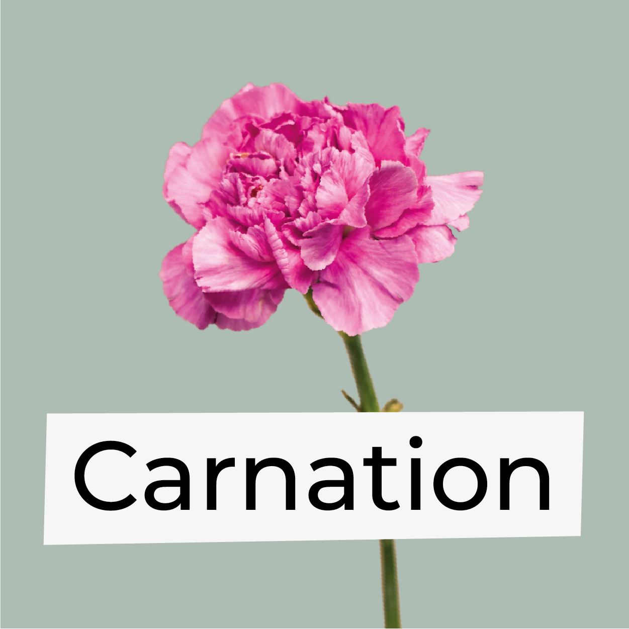 Carnation/Spray Carnation