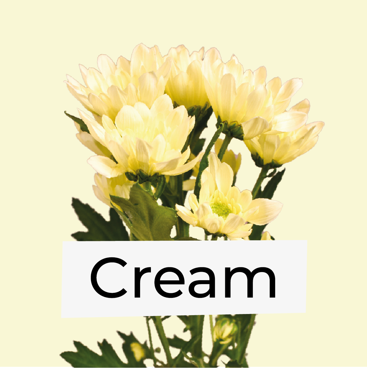Cream Flowers
