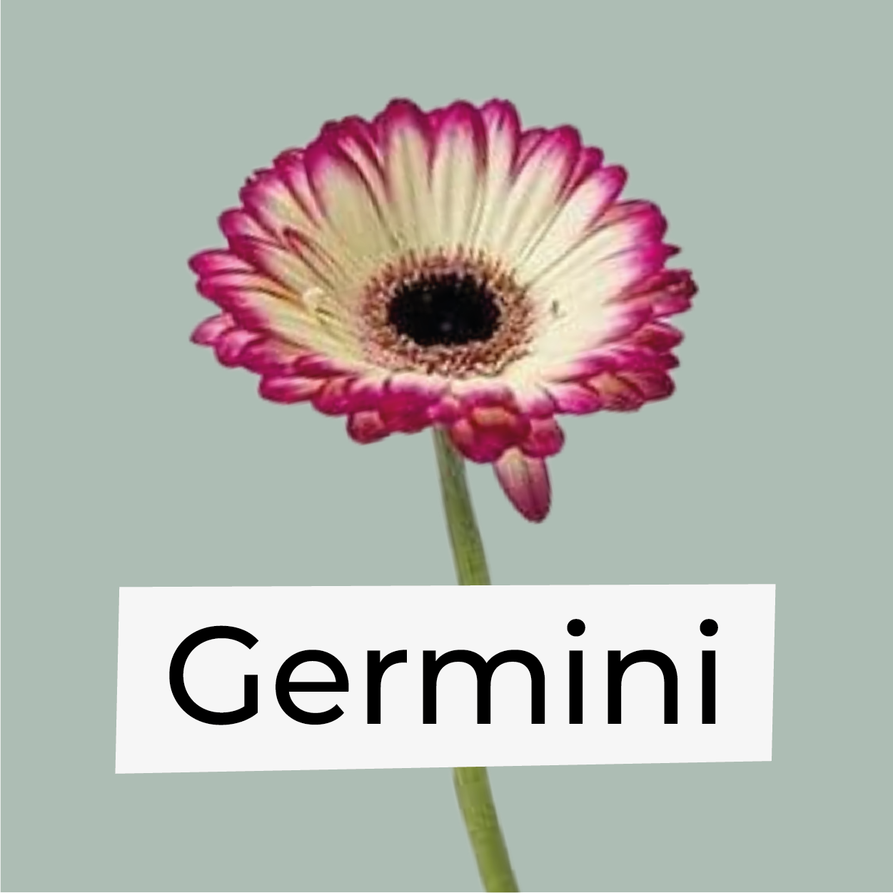 Germini