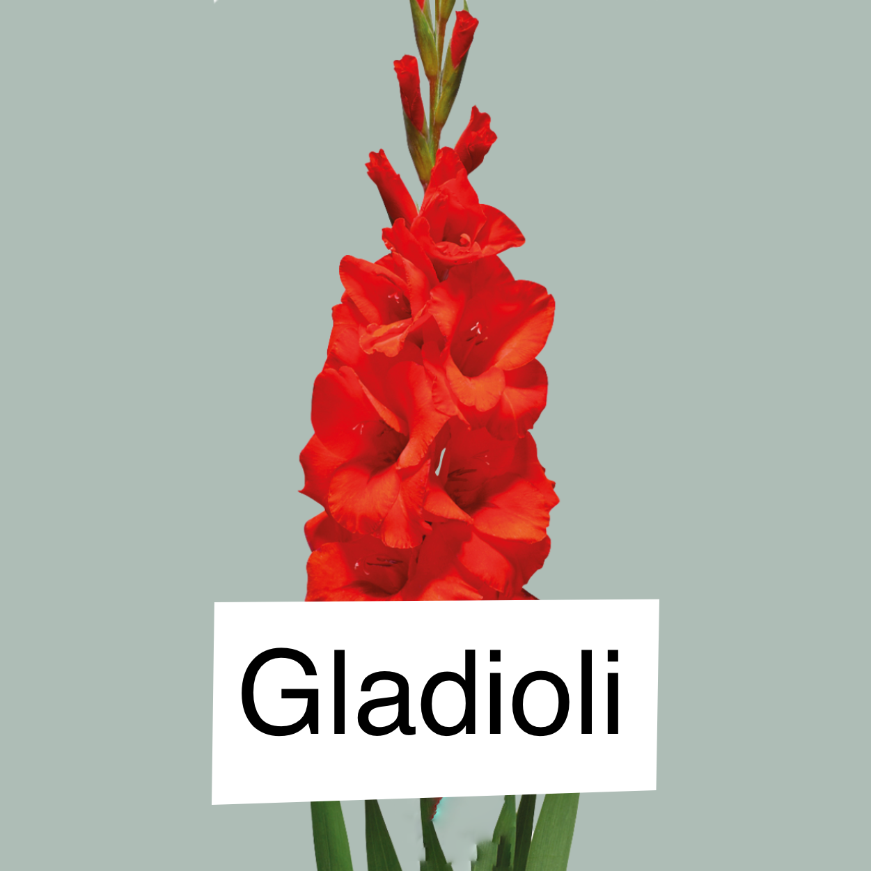Gladioli