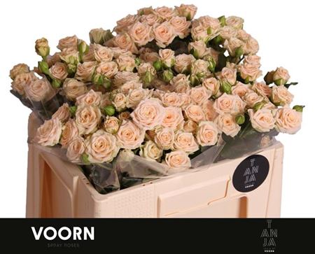 Spray Rose Tanja