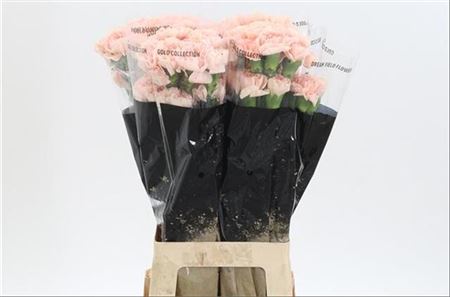 Carnation Standard Peach Novia (20 Stems)