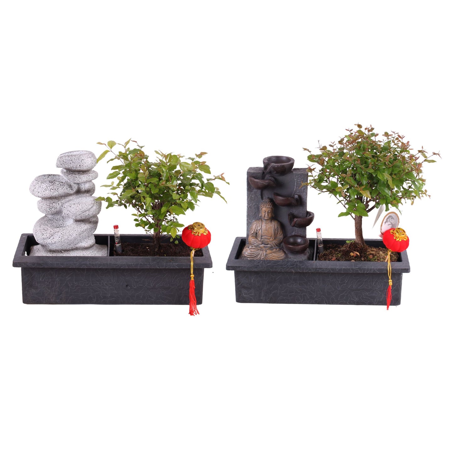 Bonsai (Indoor) Gemengd Waterfall