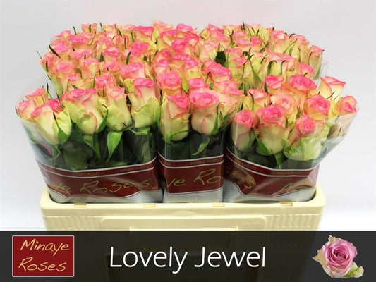 Rose Lovely Jewel (20 Stems)