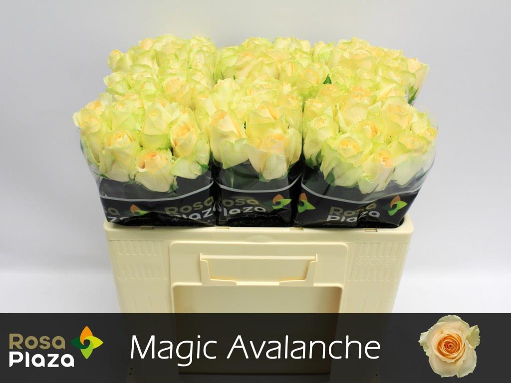 FeedSync:wholesale:5b61cfda00491fdbd2f483b79975283dc6fc211e
