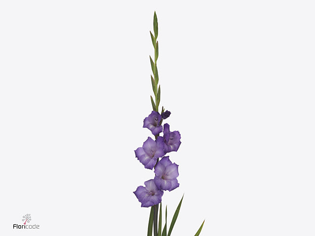Gladiolus Performer