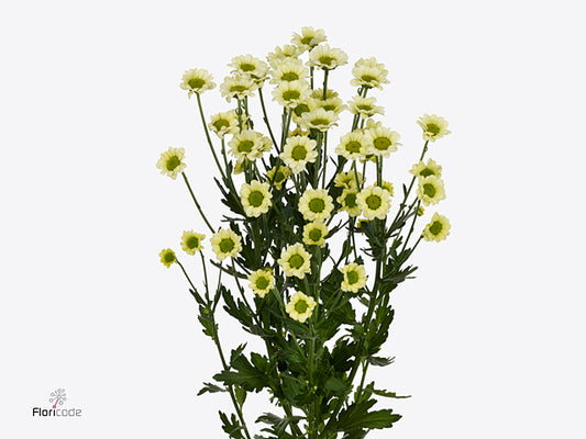 Chrysanthemum Santini Madiba Nyaka Cream (25 Stems)
