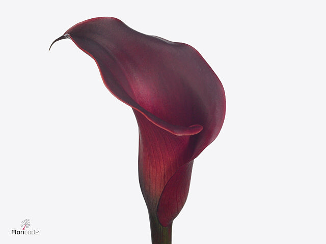 Calla Red Charm
