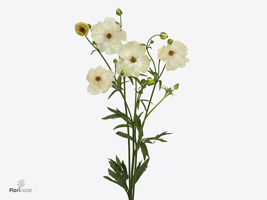 Butterfly Ranunculus - Rax Keramos