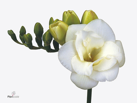 Freesia Versailles