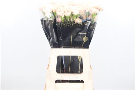 Carnation - Dianthus - Apple Tea