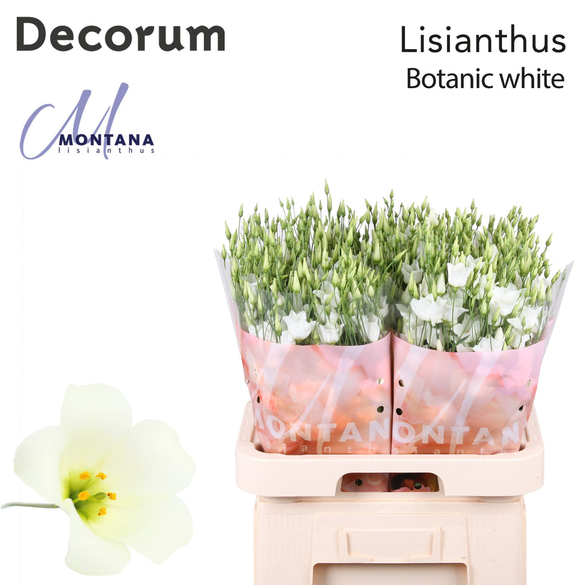 FeedSync:wholesale:3959defd63d233305e0d9d1556694eb0311db723