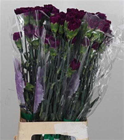 FeedSync:wholesale:9fa3162ef8039de5cf7d3576c843d31c2b0b08b8