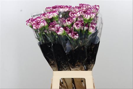 Carnation Standard Kino (20 Stems)