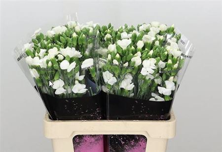 Spray Carnation - Dianthus - Solomio Ard