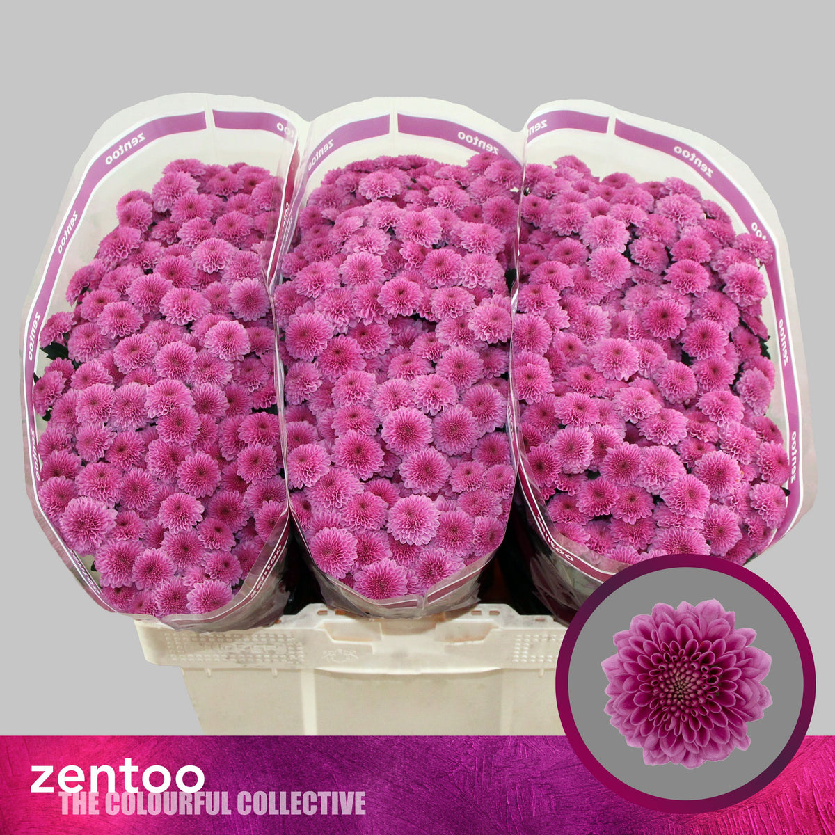 FeedSync:wholesale:76c9814bcbbd7a273abd312efb836844197beddd