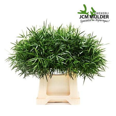 FeedSync:wholesale:39f17171ea255e6c4066e6410384b0b2edb6ac00