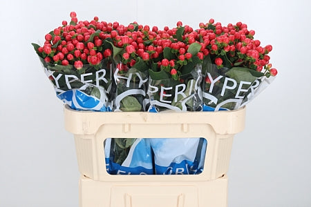 FeedSync:wholesale:b03a17a1c77a1354b6cfcc0bfa5ab0920d01974c