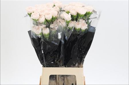 Standard Carnation - Dianthus - Moon Golem