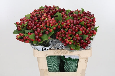 FeedSync:wholesale:a5bf9c97e634df99ec7ee864dbe8cd7f4e3bb419