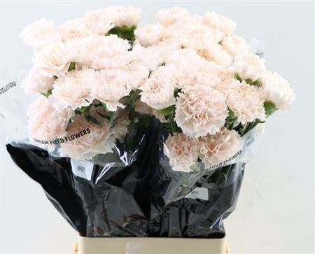 FeedSync:wholesale:1775c9e36b76fdbb169688c46a895290ad60d0b9