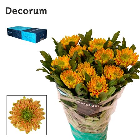 Chrysanthemum - Rossano Elizabeth