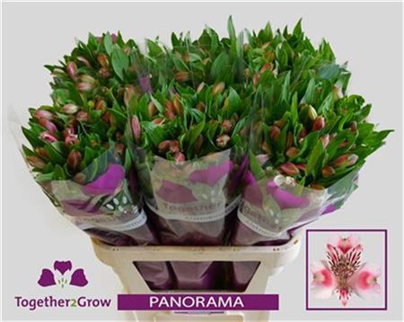Pink Alstroemeria ‘Tesnoram’ – 75cm Cut Stems