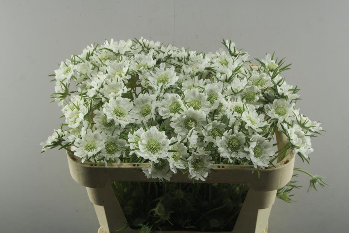 FeedSync:wholesale:e781140adf4ee36566f598c642379edafbeb5c83