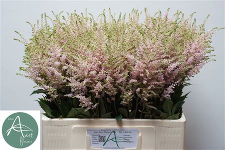 Pink Astilbe ‘Europa’ – 60cm Stems