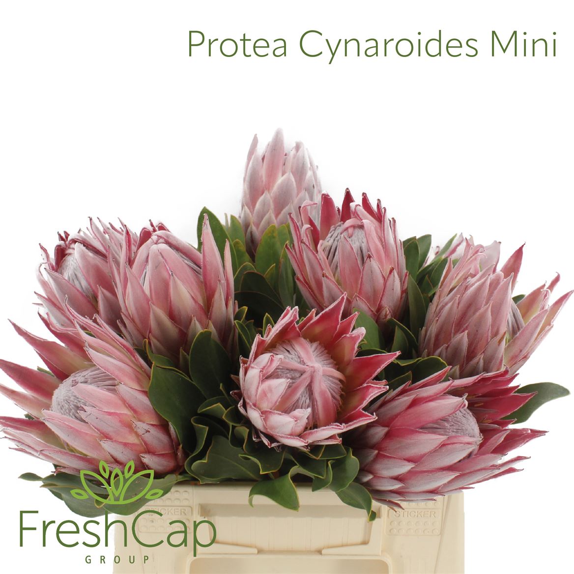 FeedSync:wholesale:3a092c39e42028df2de9ec788992a2879959cee3
