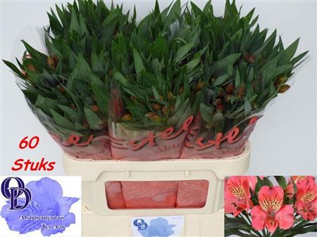 FeedSync:wholesale:9cc31a29b57a345fb9b98c324fc8722634240fd8