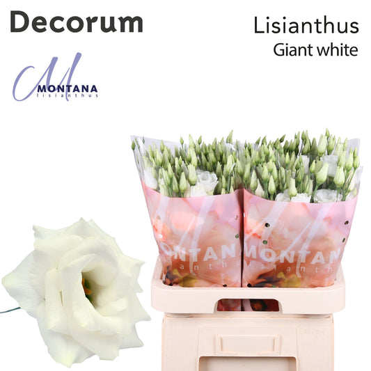 White Lisianthus ‘Arena Giant White’ – 70cm Stems