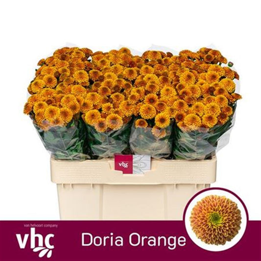 Chrysanthemum Santini Doria Orange (25 Stems)