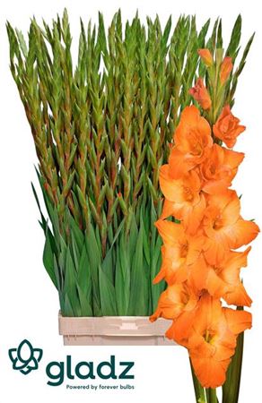 FeedSync:wholesale:c3bc099592d9482cb9cdff8c7bb93fd4a63f432a