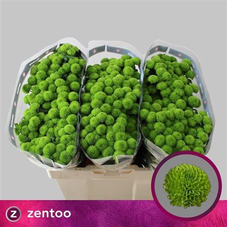 Santini Chrysanthemum - Chrysanthemum - Fiscountry