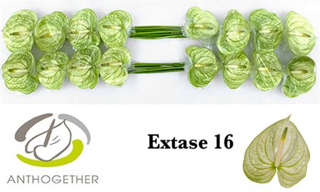 FeedSync:wholesale:c8402ccb4b3583ab3fb4396ac1c92d0c96dee53b