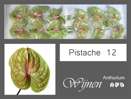 Green Anthurium ‘Pistache’ Cut Flowers – 45cm Stems