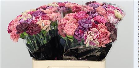 Carnation Standard Mix Vintage