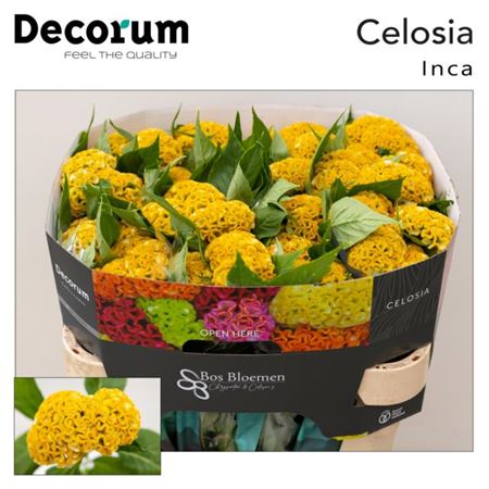 Celosia Act Inca (20 Stems)