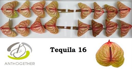 Anthurium Tequila