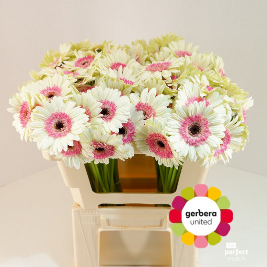 Germini Double Fun (20 Stems)