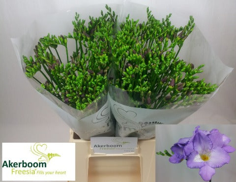 FeedSync:wholesale:10a73020d4db3017dac4e8bd8a0a4c4babd21d68