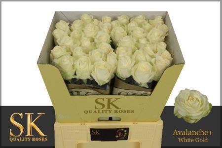 FeedSync:wholesale:93bade8210a0200070b7a8c2665142380f4a7b6c