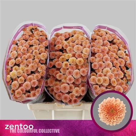 FeedSync:wholesale:1f79c42bef03526673a1acb19802adda008d7e8f