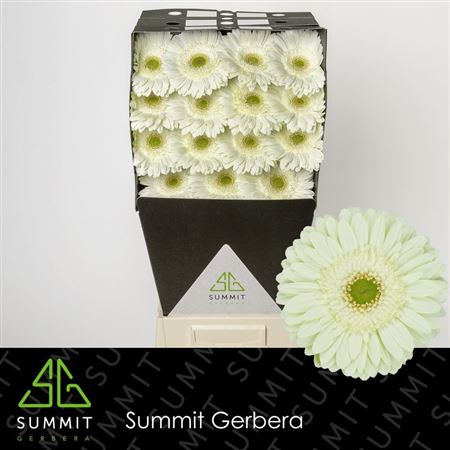 Gerbera - Flosminty