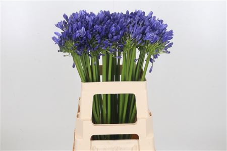 FeedSync:wholesale:25a418a062ce168205cbcf982101ce631ada226f