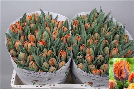 FeedSync:wholesale:806cb953aa5a1ef23a670bcd003bae6bae3483cf