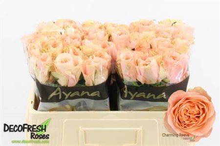 Rose Charming Reeva