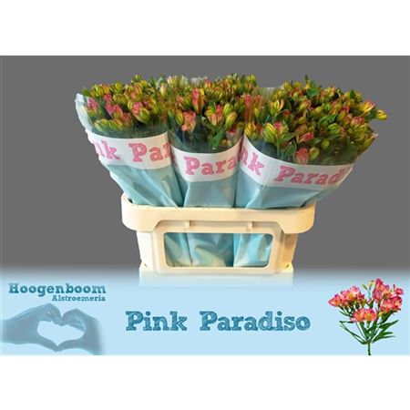 Pink Alstroemeria ‘Paradis’ – 75cm Stems