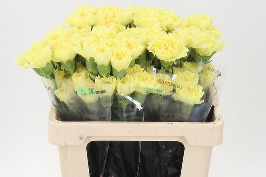 Carnation Standard Diletta (20 Stems)